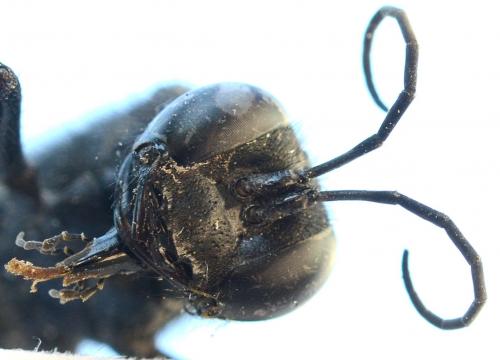 Palmodes occitanicus